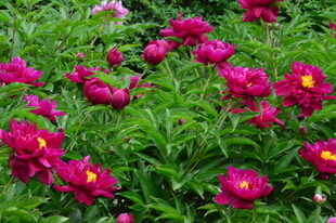芍药花 