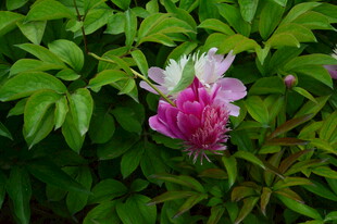 芍药花 
