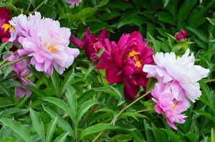 芍药花 