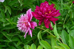 芍药花  