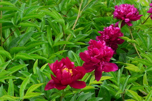 芍药花  