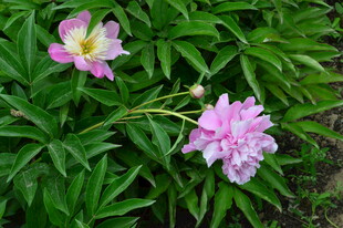 芍药花 