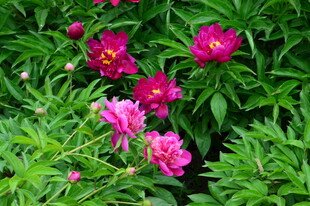 芍药花  