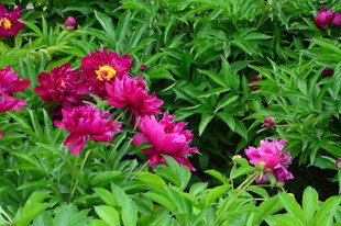 芍药花  