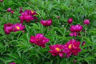 芍药花  