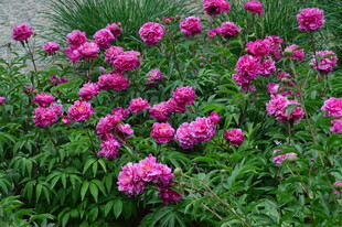 芍药花  
