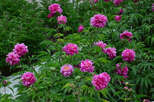 芍药花 