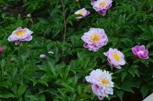 芍药花 