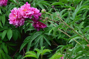 芍药花 