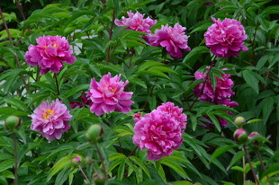 芍药花  