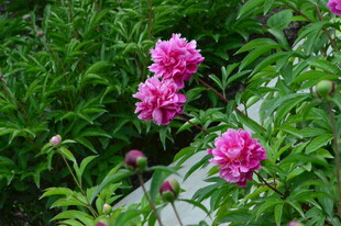 芍药花  