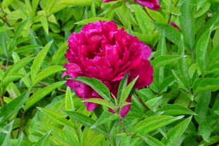 芍药花  