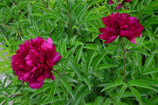 芍药花  