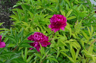 芍药花 