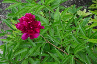 芍药花  