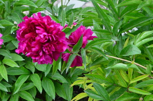 芍药花 