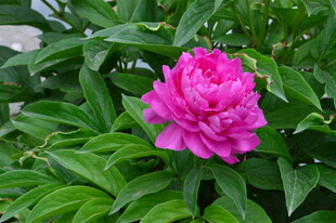 芍药花  