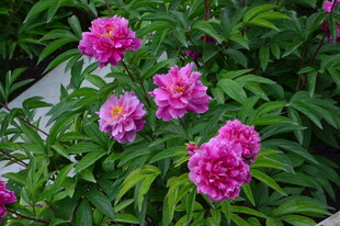 芍药花  