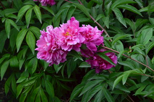 芍药花  