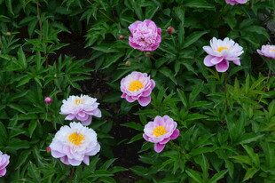 芍药花 
