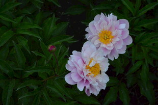 芍药花  