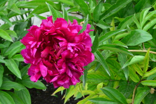 芍药花  