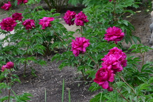 芍药花  