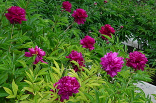 芍药花 