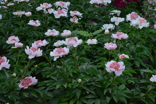 芍药花  