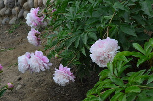芍药花 