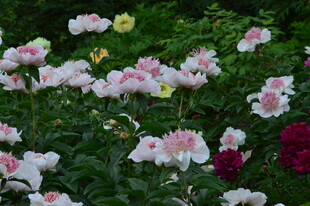 芍药花  