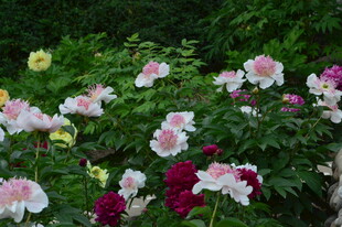 芍药花 