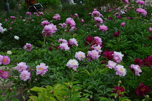 芍药花  