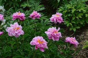 芍药花 
