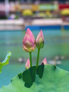 两朵荷花苞