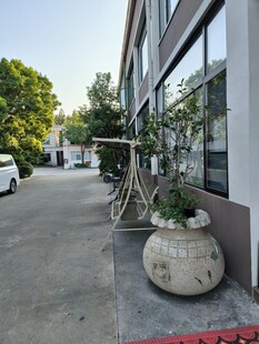 街道旁的绿植与建筑景观