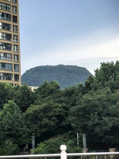高楼旁绿树环绕的自然景致