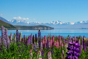 湖畔紫花与远山美景