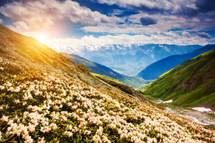 山间花海与壮丽山谷美景
