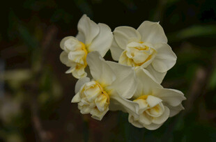 清新淡雅水仙花绽放