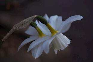 素雅水仙花特写