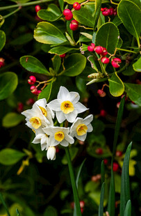 白色花朵与红果绿植相伴