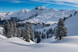 雪山松林美景