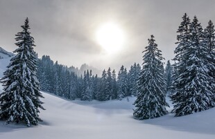 冬日雪林阳光洒落美景