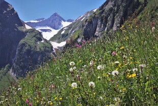 山间花草与远处雪山美景