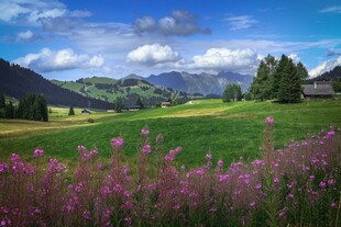 山间烂漫花海田园美景