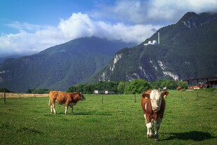 草原上的牛与壮丽山景