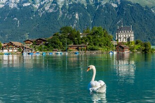 湖畔天鹅与山水美景