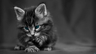 可爱小猫专注玩耍瞬间