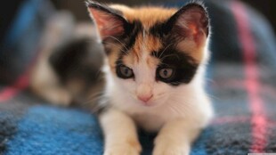 三色小猫趴在柔软毯子上